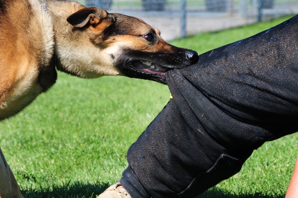 Los Mejores Abogados en Español Cerca de Mí Expertos en Mordeduras, Agravios y Ataques de Perros y Animales en Waukegan
